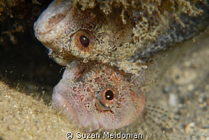 These two Downey Blennies were foolin around like two kit... by Suzan Meldonian 